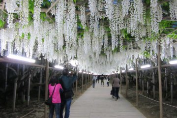 Illuminated fuji in Ashikaga Park 