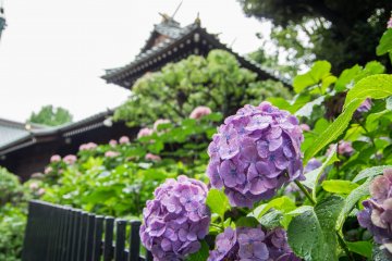 东京观赏紫阳花的绝佳地点