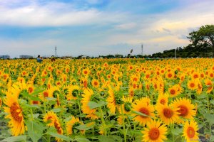 Sunflowers galore