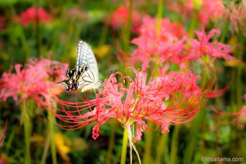 Red spider lily and butterfly, Saitama Prefecture 
