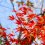 Tottori Flower Park Autumn Festival 2021