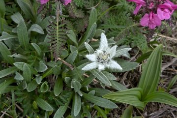 Alpine Flowers of Tohoku