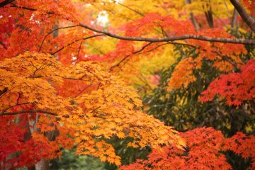 Colorful autumn foliage at Showa Kinen Park
