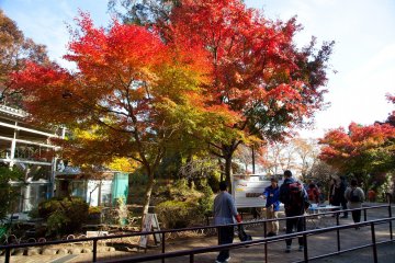 Autumn color greets you right at the exit of the Mt. Takao chairlift