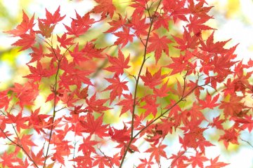 5 Spots for Fall Color in Kanagawa