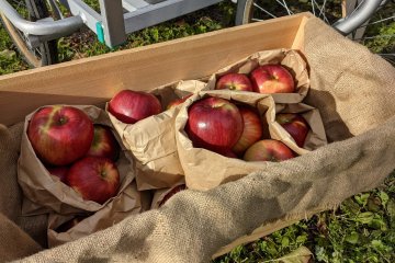Fresh apples for purchase