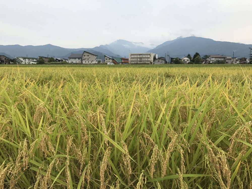 Rice is almost ready for harvest