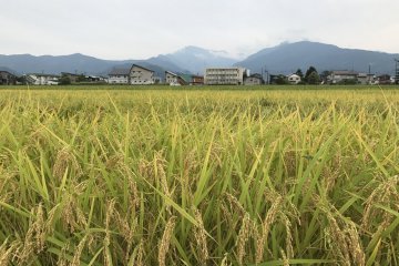 Rice is almost ready for harvest