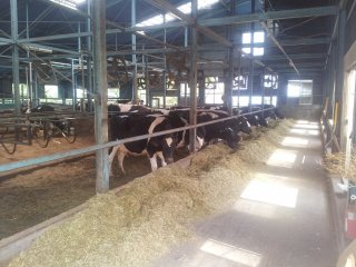 Fragrant cows