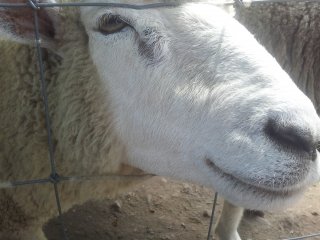 Một chú cừu đang sưởi nắng