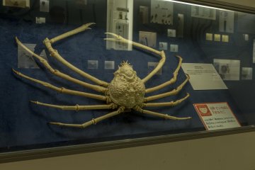 The spider crab that brought back so many good memories for me at the Osaka Natural History Museum near Nagai Park