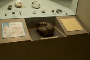 เปลือกหอยนี้เป็นหนึ่งในบรรดาฟอสซิลมากมายที่ทางพิพิธภัณฑ์อยากให้คุณลองสัมผัส ณ&nbsp;พิพิธภัณฑ์ประวัติศาสตร์ธรรมชาติโอซาก้าที่อยู่ใกล้สวนสาธารณะนาไง