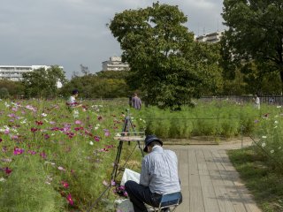 Khu vườn hoa cúc này là một nơi phổ biến cho các nhiếp ảnh gia và họa sĩ