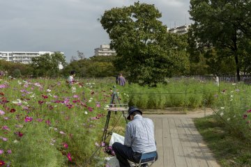 This cosmos garden was a popular place for photographers and painters alike
