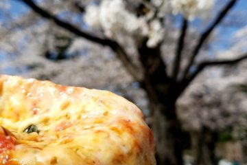 Plain slice in Nishi-koen park during cherry blossom season.