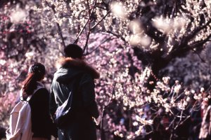 Plum blossoms are one pretty flower that is usually in bloom around Valentine's Day