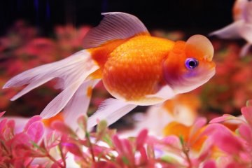 One of a variety of goldfish breeds