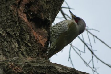 Japanese woodpecker, March 5th