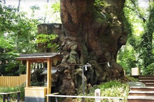 Камфарное дерево Киномия