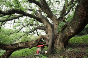 Великое камфорное дерево Сисидзимы (Shishijima)