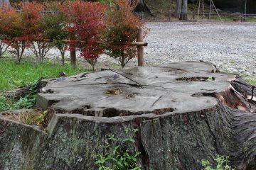 Дерево, погибшее во время цунами 2011 года - Мацусима