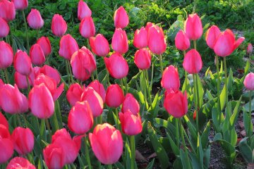 Тюльпаны (весна)