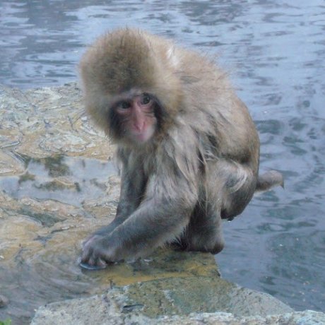 Monkey Park - Jigokudani