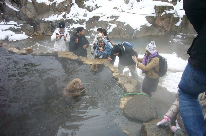Du khách đang chụp ảnh khỉ Oyaji (khỉ bố)