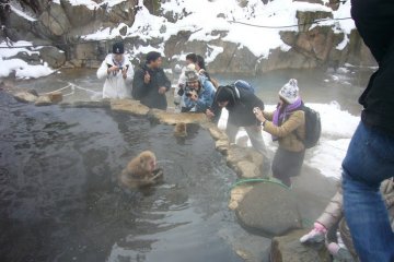 Tourists are taking photos of Oyaji (father type) monkey
