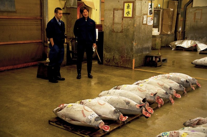 Staring at  the first rows of frozen tuna at Tsukiji Fish Market