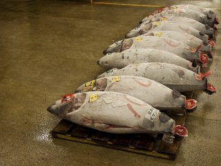 Row of frozen tuna