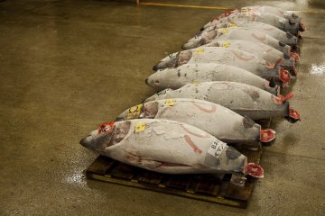 Row of frozen tuna