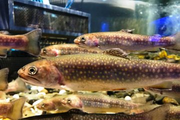 Come face to face with salmon and other fish at the Salmon Hometown Aquarium