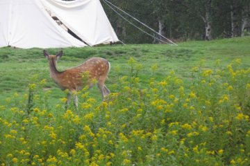 A day camp deer spotting on a safari at Tomamu