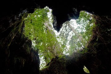 From inside the stump looking up, there is a clearly visible heart shape
