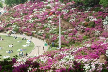 Azaleas blanketing the hillside at Nishiyama Park