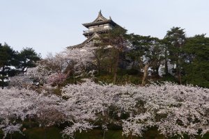 Maruoka Castle surrounded by sakura