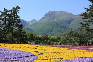 Kuju Flower Park is full of incredible seasonal color