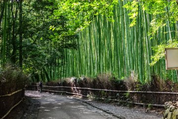Arashiyama's Bamboo Grove is a must on many Kyoto itineraries