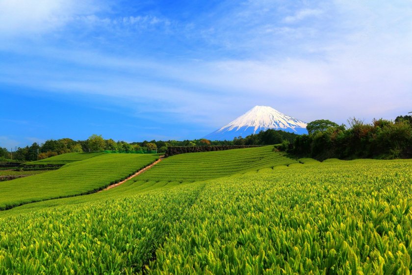 Shizuoka is Japan\'s number one green tea producer