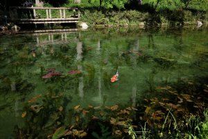 Monet's Pond has gained significant attention on social media sites