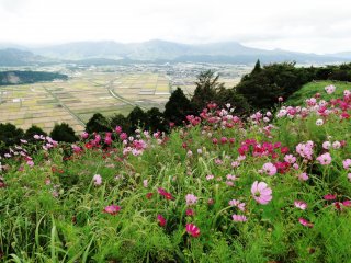 Tại đây bạn có thể thấy miệng núi nửa Nakadake của Núi Aso