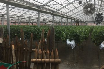 Rows and rows of strawberries. No need to bend too far to pick out the ripe ones.