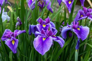5 Iris Gardens in the Tohoku Region