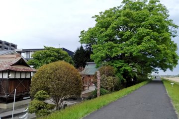 A 200 year old zelkova tree shelters the shrine. View from Hirose River walking trail.