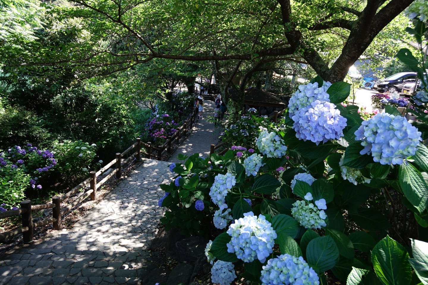 Hydrangeas lining the walkways at Katahara Onsen