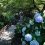 5 Hydrangea Spots in the Chubu Region