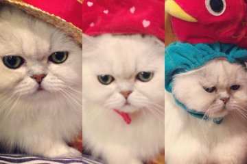 My own experience playing dress up with an extremely tolerant cat