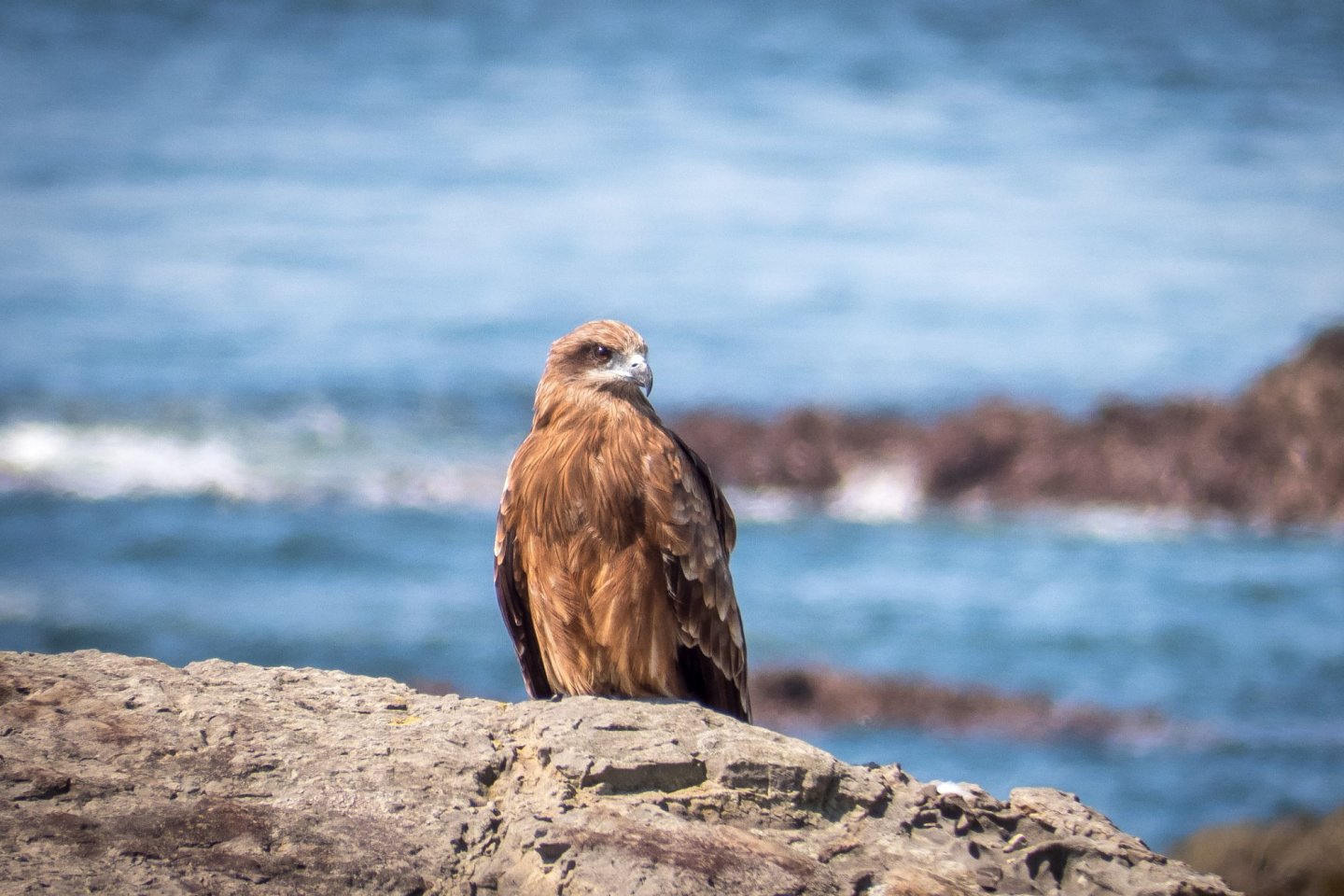 As soon as you enter this island you will see many Black Kite