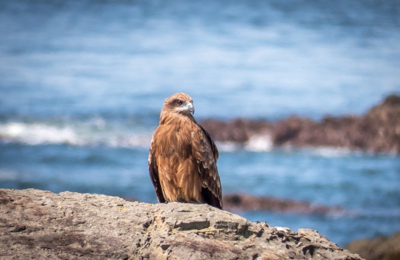 As soon as you enter this island you will see many Black Kite